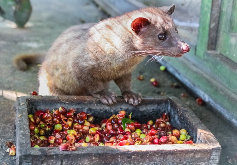 Luwak Ινδονησία καφές