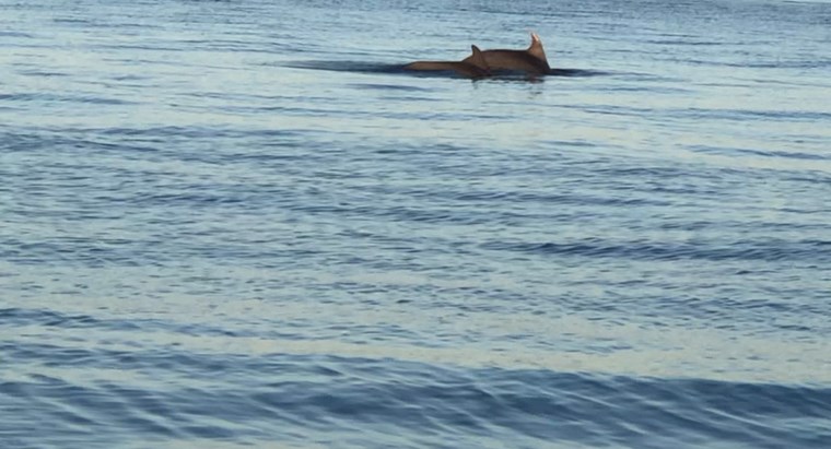 Σε άλλα νέα, ζευγάρια δελφινιών βολτάρουν στον Θερμαϊκό
