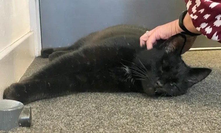 Ο γάτος που γύρισε από το κρύο, 5 χρόνια μετά την εξαφάνισή του