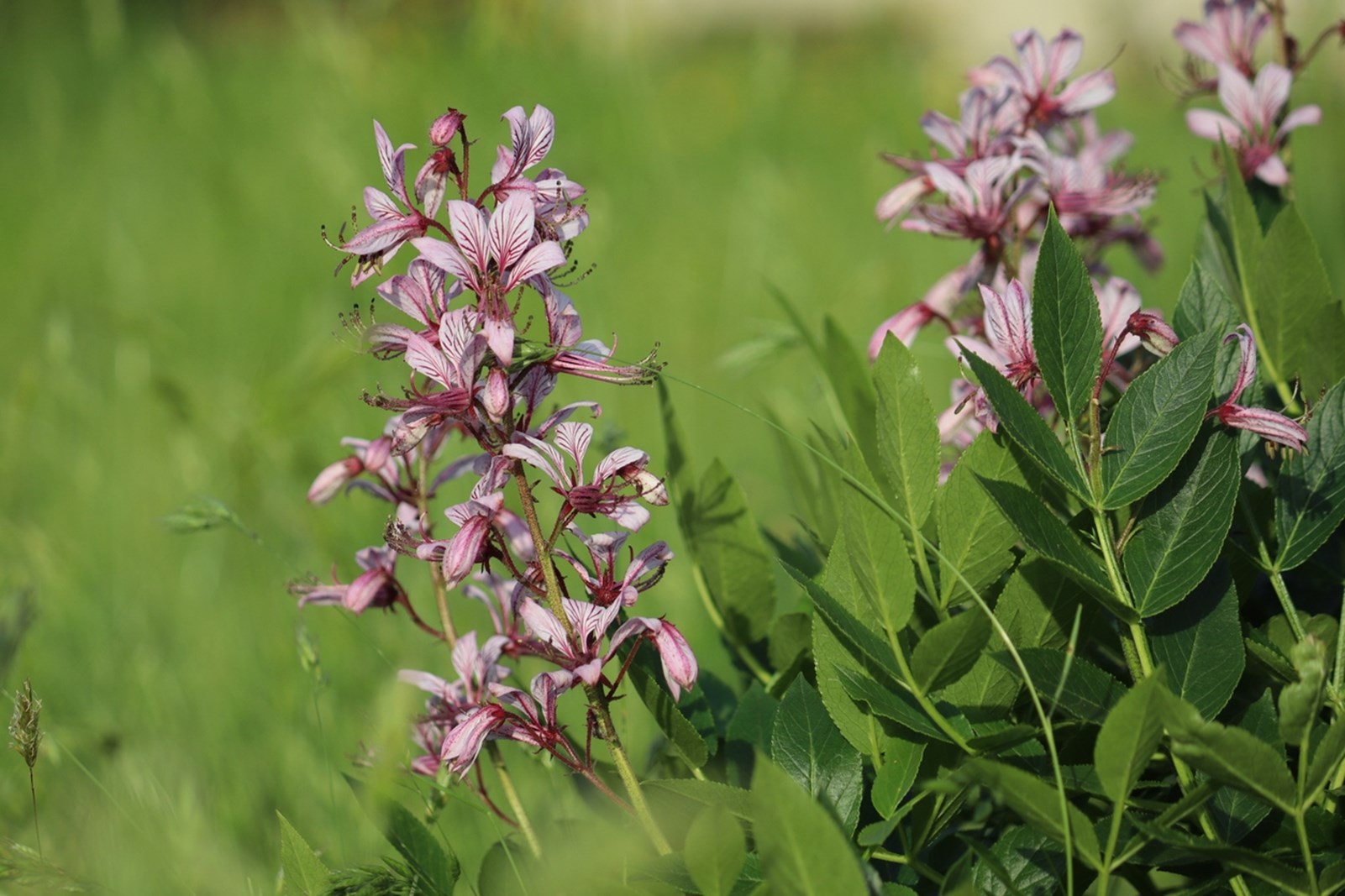 Αυτό είναι το πιο ανθεκτικό φυτό εκεί έξω - Aν του βάλεις φωτιά, δεν καίγεται