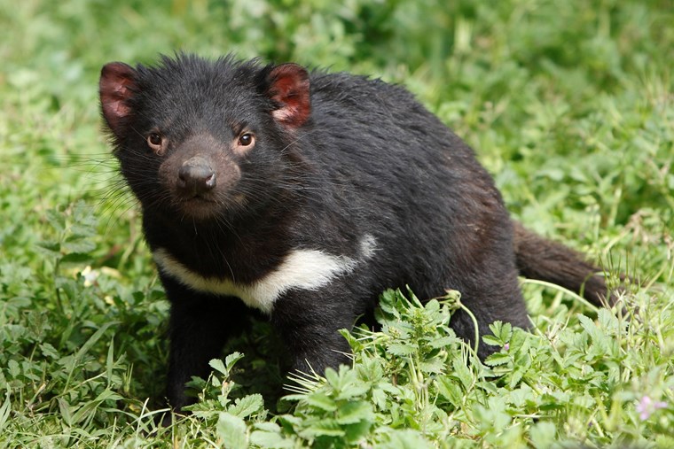 TASMANIAN DEVIL