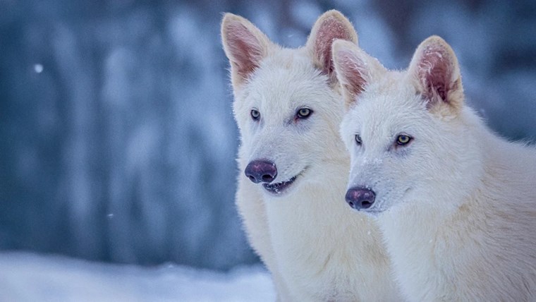 dire wolf