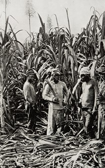 Ρούμι, ένας πλήρης οδηγός