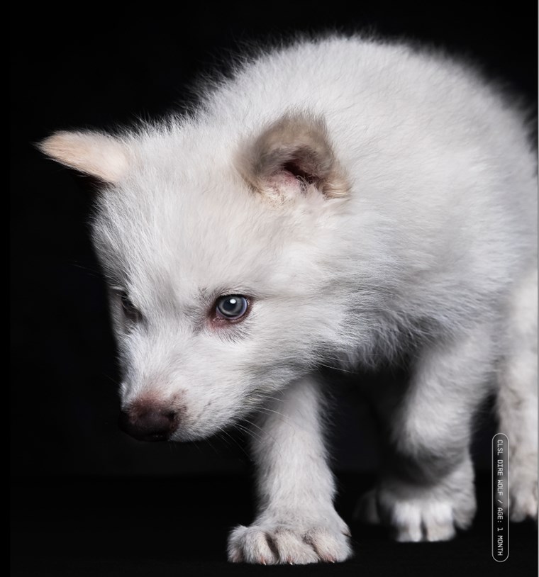 dire wolf