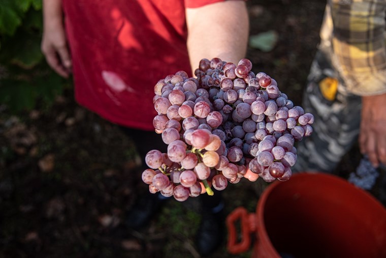 Παλαιωμένα κρασιά Fileri Fumé και Pylós Chardonnay 5