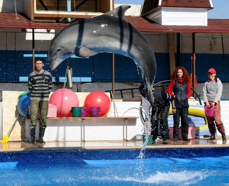 Ειδικά εκπαιδευμένα δελφίνια στον πόλεμο της Ουκρανίας