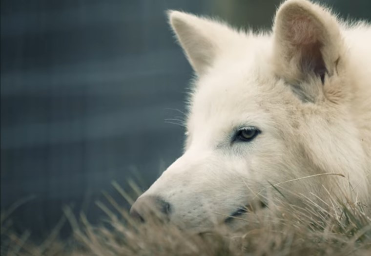 dire wolf