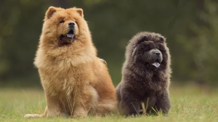 chow