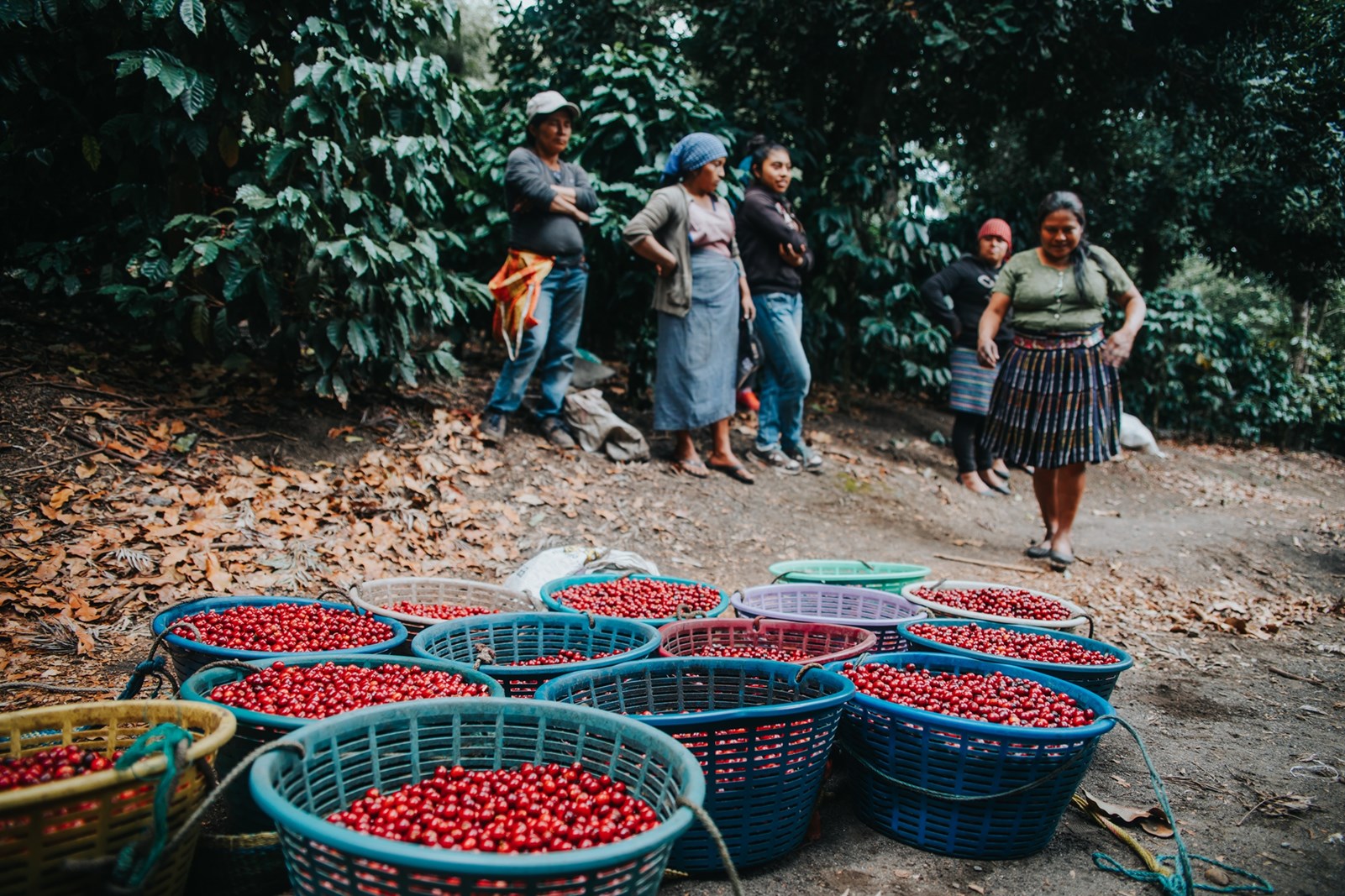 Γιάννης Ταλούμης Taf 12