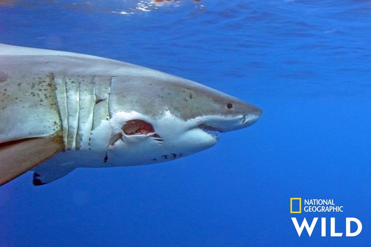 SharkFest: Το αφιέρωμα του National Geographic στα φονικά σαγόνια των θαλασσών