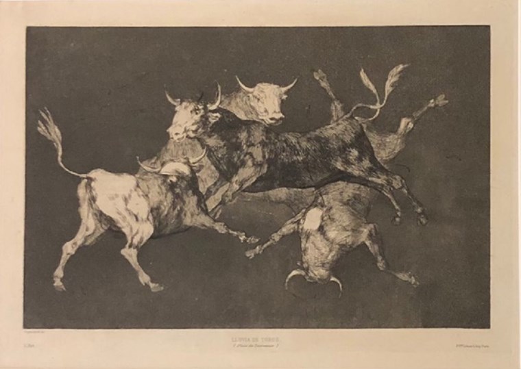 Bull's rain Goya