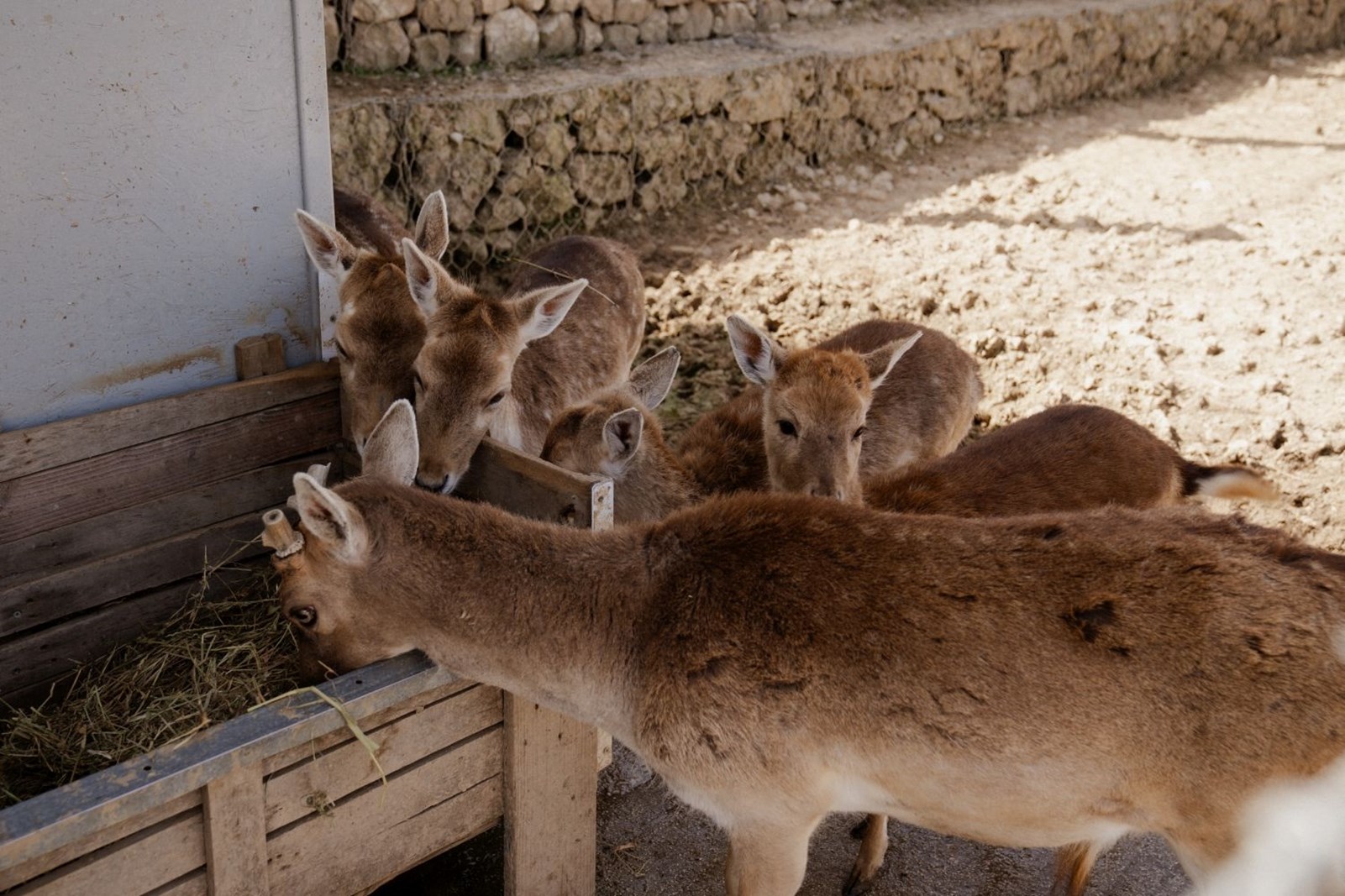 Hyades Mountain Resort