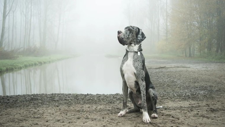 dane
