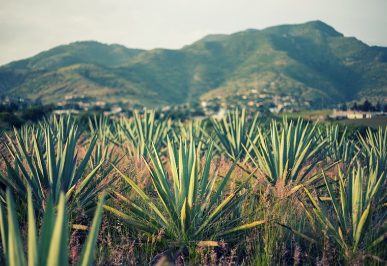 Έτσι θα πιεις mezcal σαν βέρος Μεξικανός