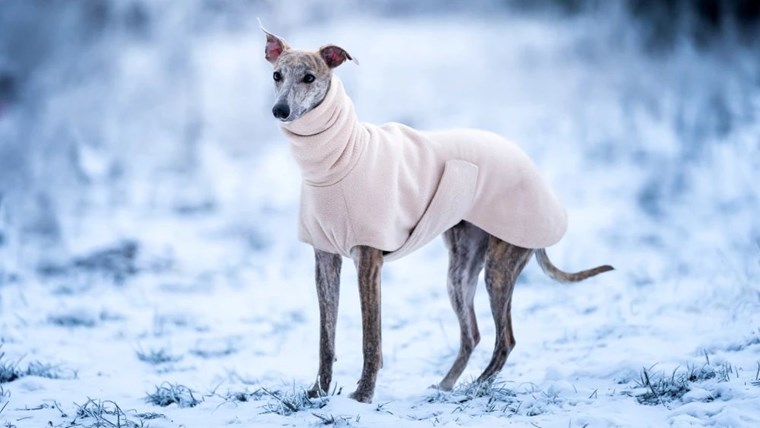 greyhound
