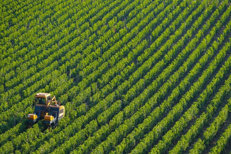 Τα πάντα για το Riesling