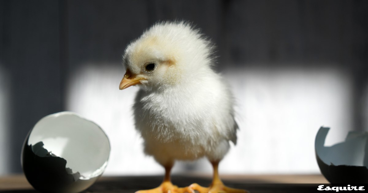 Συνδέονται τα αυγά με την έντονη σεξουαλική δραστηριότητα; Η απάντηση της επιστήμης