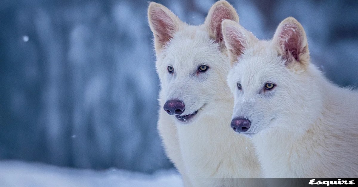 Ανταρόλυκος: Μήπως η επιστροφή του δεν είναι και τόσο επιστροφή;