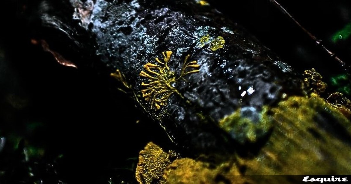 Γιατί μόνο ένας στους έξι Ιάπωνες έχει διαβητήριο