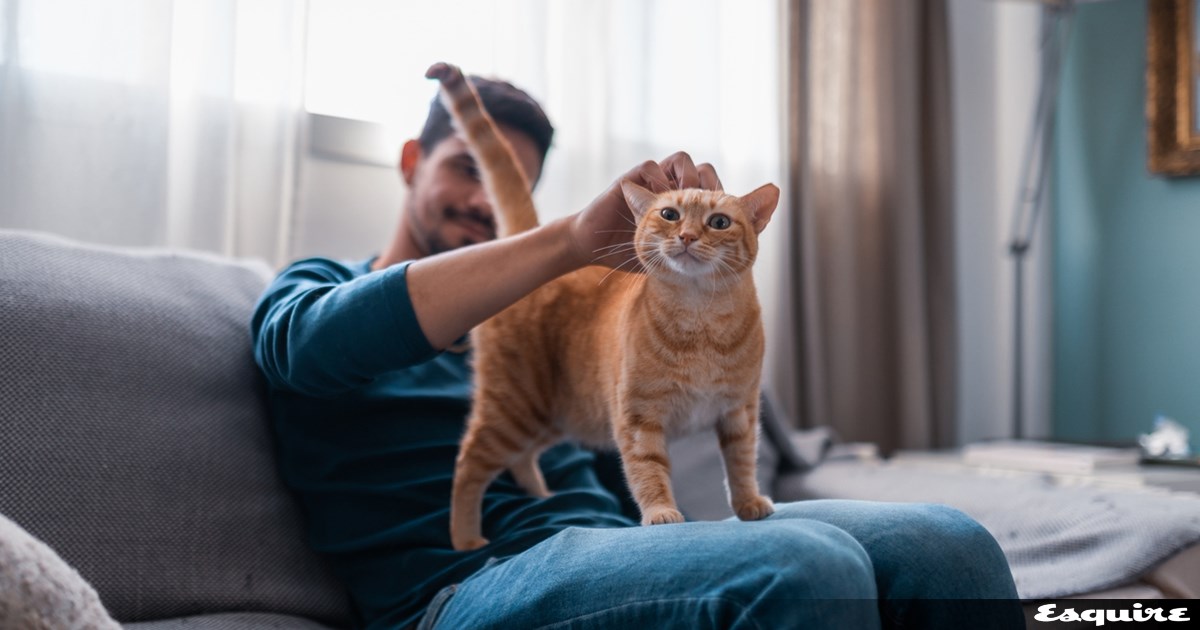 Τι να κάνεις άμα η γάτα σου επιτεθεί στο χριστουγεννιάτικο δέντρο