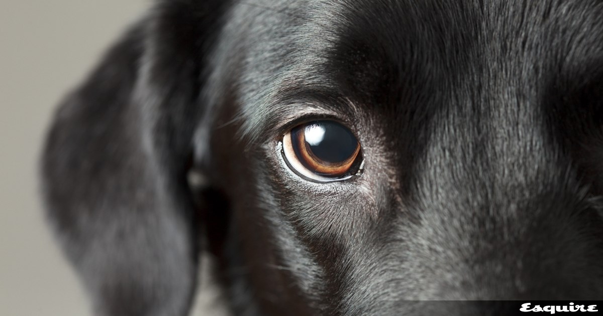 Αυτό είναι το πιο χαρούμενο ζώο του κόσμου