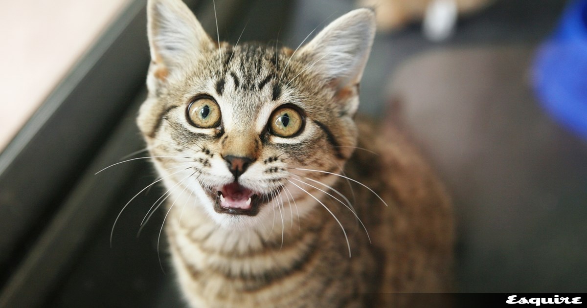 Πώς μία γάτα μπορεί να αλλάξει τον εγκέφαλό σου