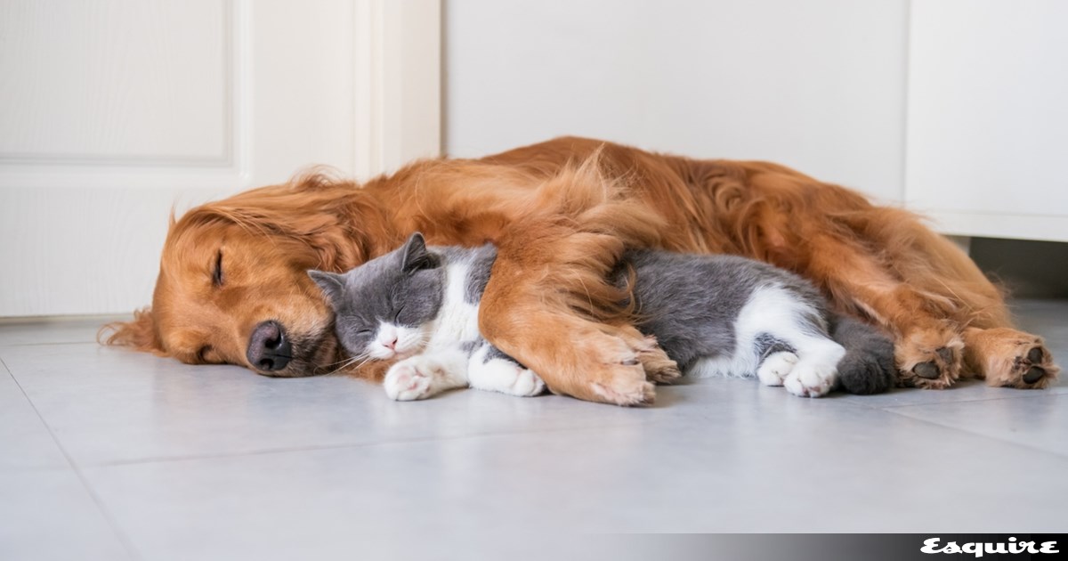 Σπάνια αγριόγατα εμφανίστηκε στην λίμνη Κερκίνη (εικόνες)