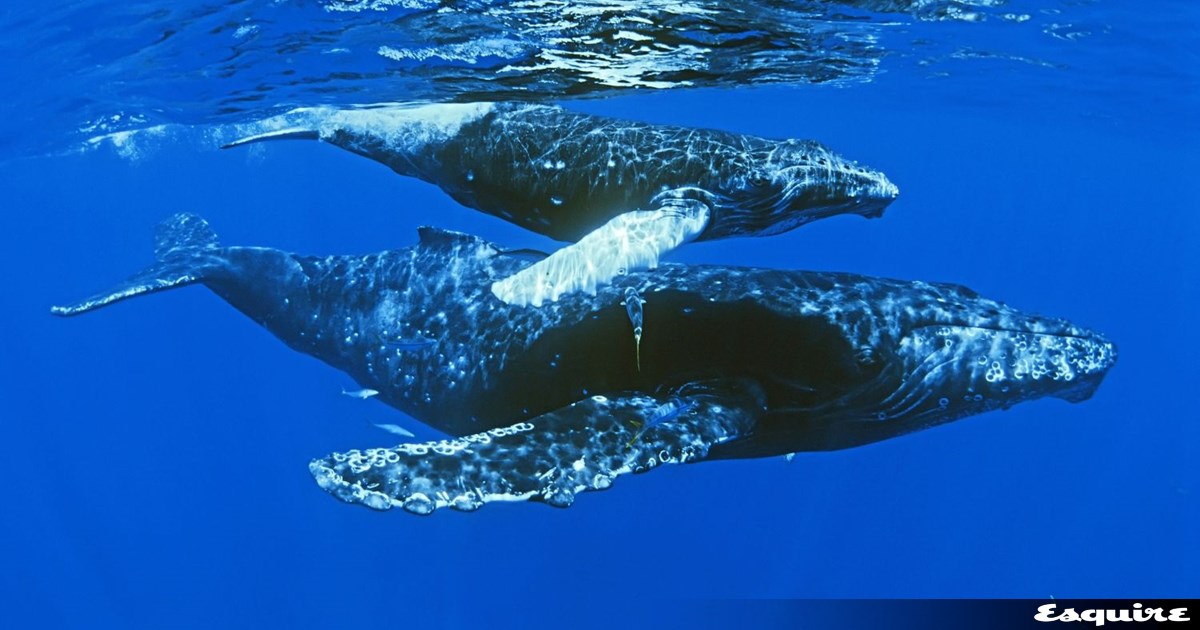 Αυτή είναι ιστορία του πιο viral πιγκουίνου στο ίντερνετ-Γιατί κατέκλυσε τα social media