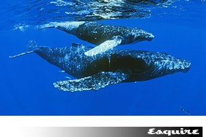 Αυτή είναι ιστορία του πιο viral πιγκουίνου στο ίντερνετ-Γιατί κατέκλυσε τα social media