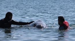 Όσα γνωρίζουμε για το ζιφιό, το σπάνιο είδος φάλαινας που εντοπίστηκε στον Άλιμο