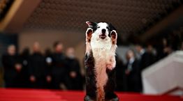 Messi, ο σκύλος από την &#39;Ανατομία μίας Πτώσης&#39; περπάτησε στο κόκκινο χαλί του Φεστιβάλ Καννών