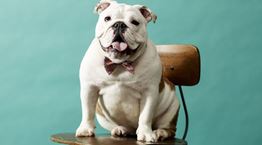 Πώς θα δέσεις σωστά το παπιγιόν