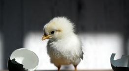 Τελικά η κότα έκανε το αυγό-η επιστημονική εξήγηση