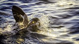 Δύναμή σου, το όνειρο. Κι η θέληση, Ροή σου.