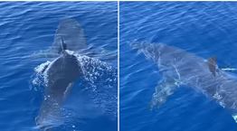 Σε άλλα νέα, καρχαρίας βόλταρε κοντά στο λιμάνι της Ζακύνθου