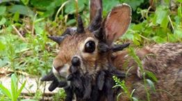 Τι συμβαίνει με τα κουνέλια Φρανκεστάιν στο Κολοράντο των ΗΠΑ