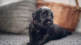 Μια φορά κι έναν καιρό, ένα αδεσποτάκι μου έσωσε κυριολεκτικά τη ζωή