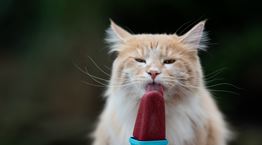 Οδηγός διατροφής για τις ημέρες του καύσωνα