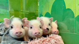 Στην Ιαπωνία υπάρχουν μπαρ γεμάτα γουρουνάκια