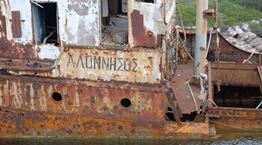 Η φώκια Κωστής έγινε ντοκιμαντέρ