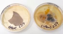 Άπλυτη μαξιλαροθήκη vs κάθισμα τουαλέτας: Πού κατοικούν περισσότερα βακτήρια;