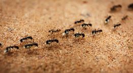 Μυρμήγκια κάνουν σεξ, Γερμανοί μένουν χωρίς ίντερνετ