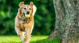 10 έξυπνοι τρόποι για να μειώσεις τα έξοδα του σκύλου σου