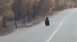 Οι σπάνιοι μαυρόγυπες αναζητούν το σπίτι τους στα καμμένα του Έβρου