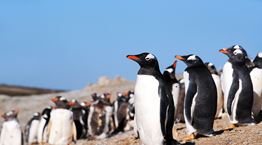 Ονειρικό νησί με πιγκουίνους βγαίνει στο σφυρί, ο ιδιοκτήτης δεν ξέρει πόσα να ζητήσει