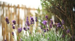 7 σωτήρια φυτά για τις επιδρομές των κουνουπιών