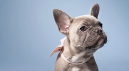 Οι 5 πιο ήσυχες ράτσες σκύλων