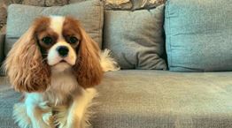 Kupo, το κουτάβι που μιλάει ελληνικά στο TikTok