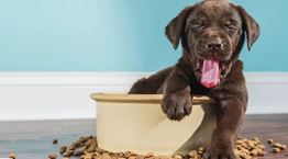 Τι πρέπει να προσέξεις για να επιλέξεις τη σωστή τροφή για τον σκύλο σου