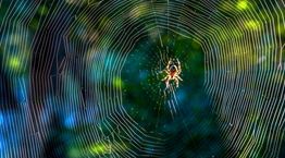 Κι αν η φονική αράχνη-μπανάνα θεραπεύει τη στυτική δυσλειτουργία;